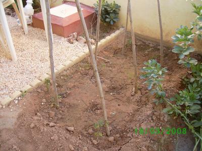 [Foto de planta, jardin, jardineria]