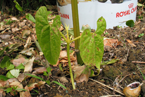 [Foto de planta, jardin, jardineria]