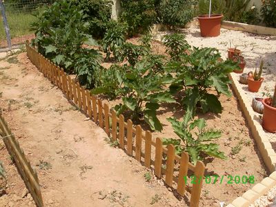 [Foto de planta, jardin, jardineria]