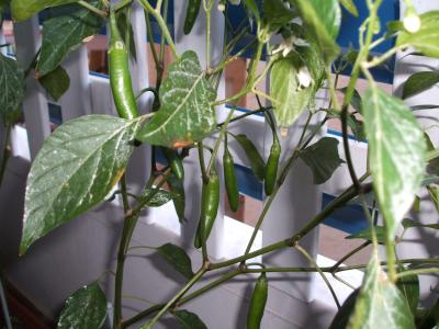 [Foto de planta, jardin, jardineria]