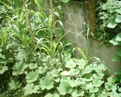 [Foto de planta, jardin, jardineria]