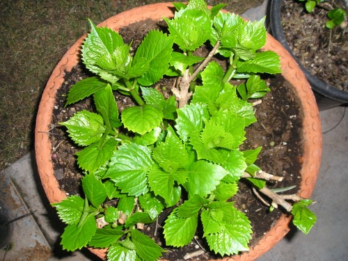 [Foto de planta, jardin, jardineria]