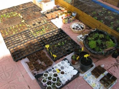 [Foto de planta, jardin, jardineria]