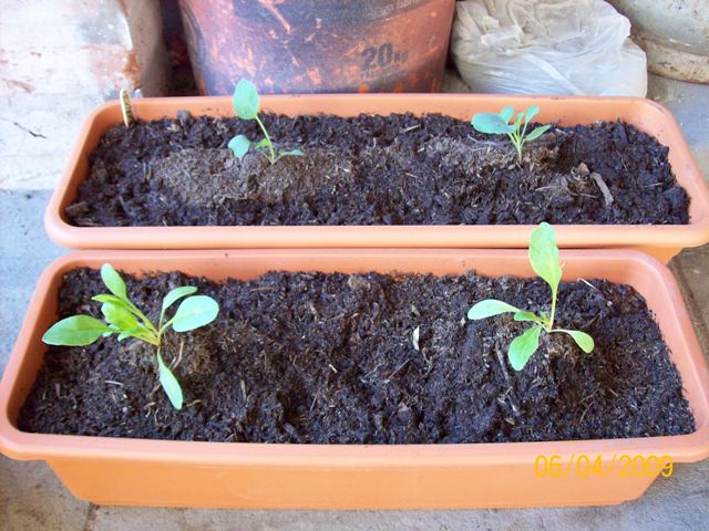[Foto de planta, jardin, jardineria]