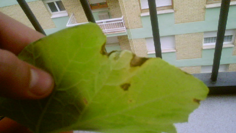 [Foto de planta, jardin, jardineria]
