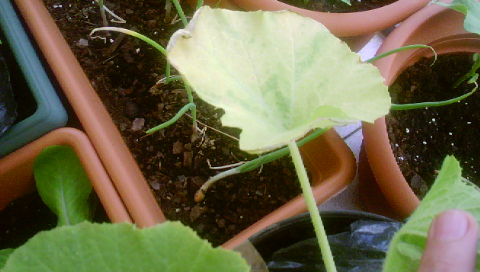 [Foto de planta, jardin, jardineria]