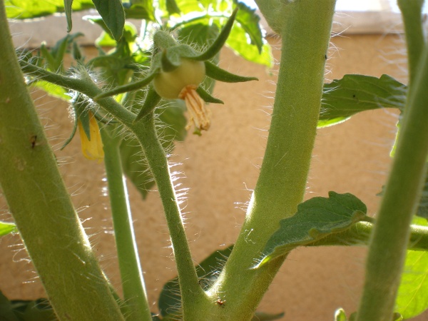 [Foto de planta, jardin, jardineria]