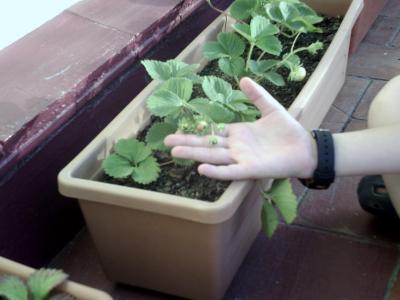 [Foto de planta, jardin, jardineria]