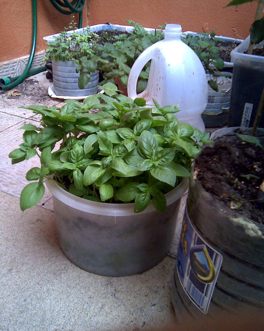 [Foto de planta, jardin, jardineria]