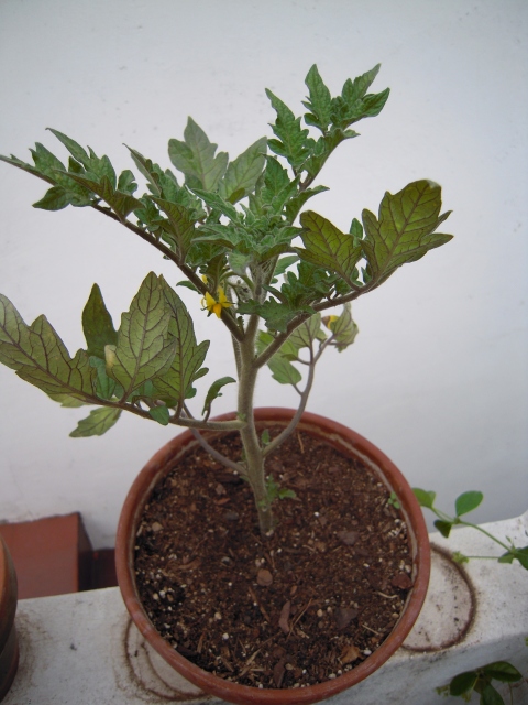 [Foto de planta, jardin, jardineria]
