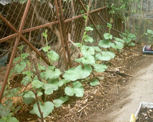 [Foto de planta, jardin, jardineria]