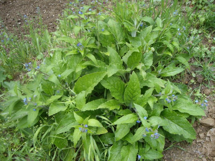 [Foto de planta, jardin, jardineria]