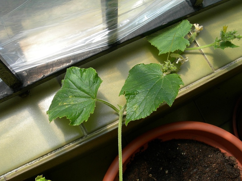 [Foto de planta, jardin, jardineria]