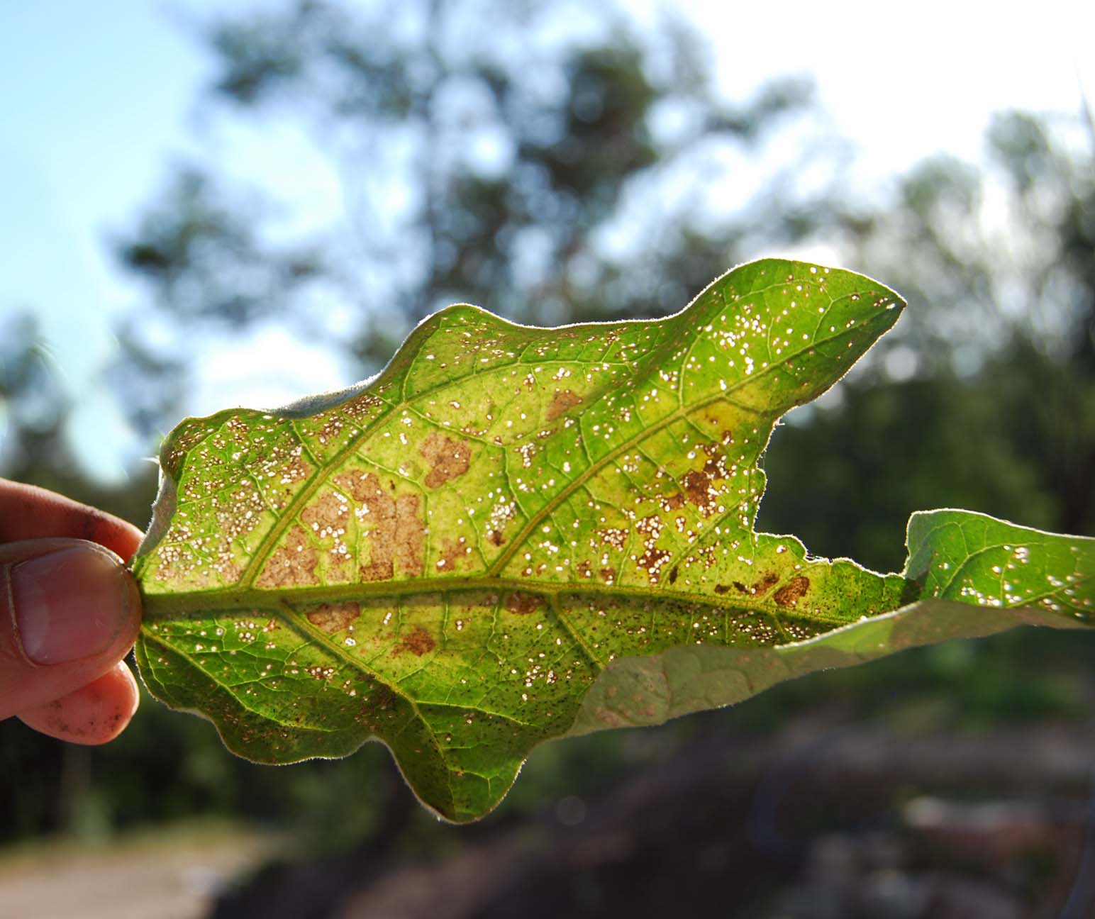 [Foto de planta, jardin, jardineria]