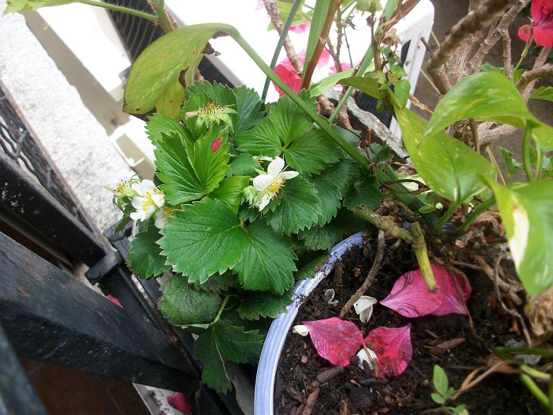 [Foto de planta, jardin, jardineria]