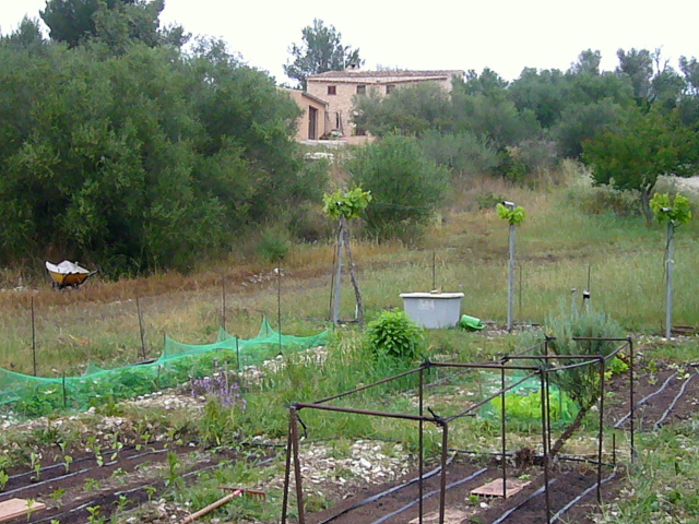 [Foto de planta, jardin, jardineria]