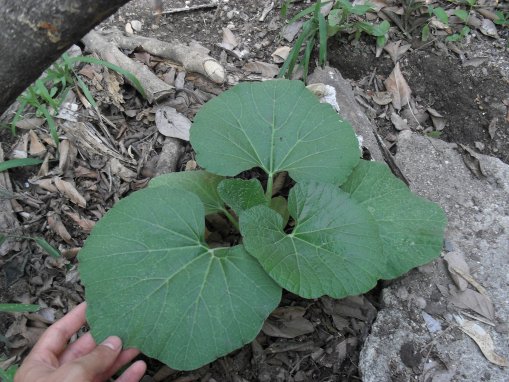 [Foto de planta, jardin, jardineria]