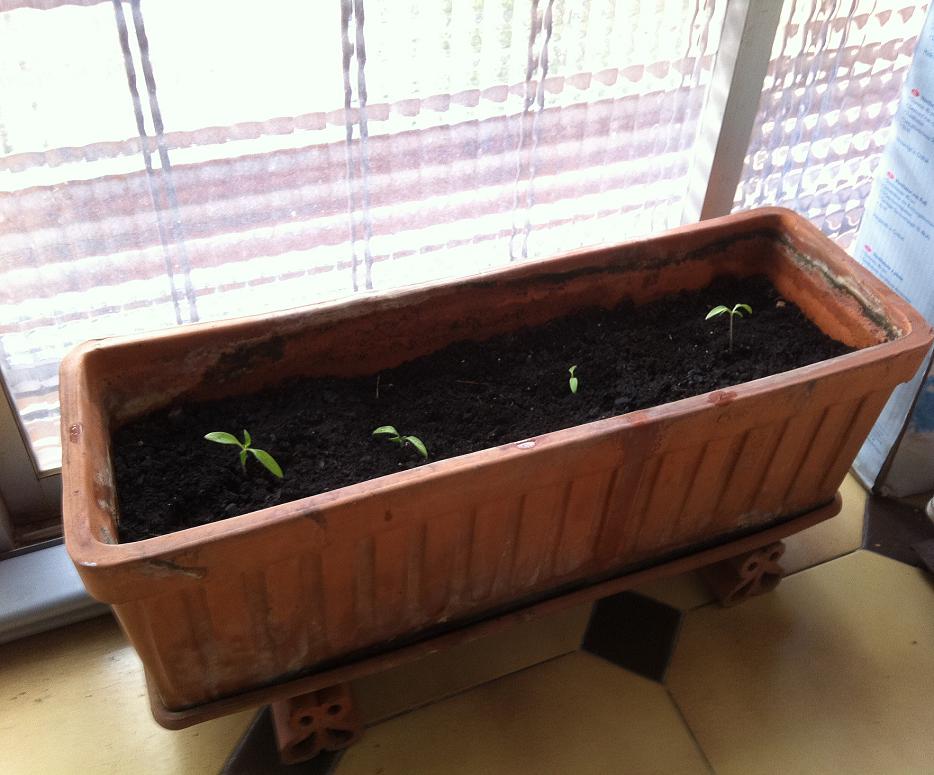 [Foto de planta, jardin, jardineria]