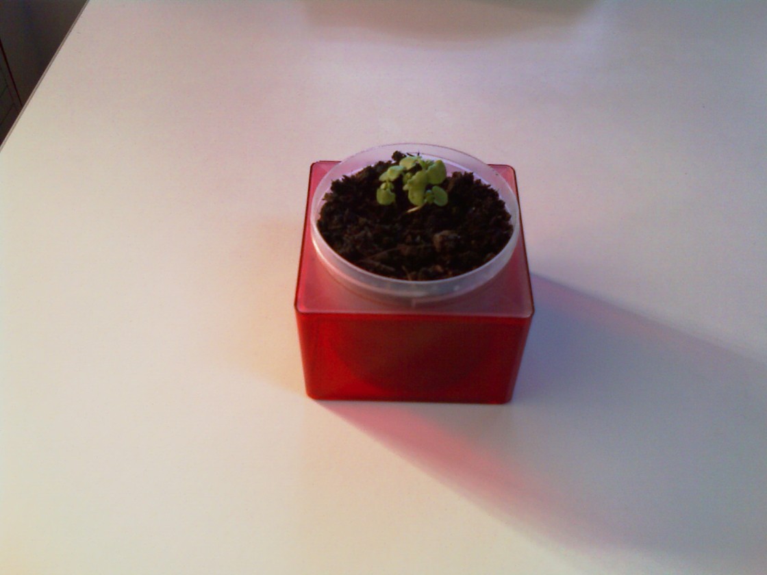 [Foto de planta, jardin, jardineria]