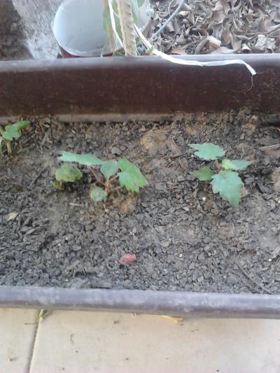[Foto de planta, jardin, jardineria]