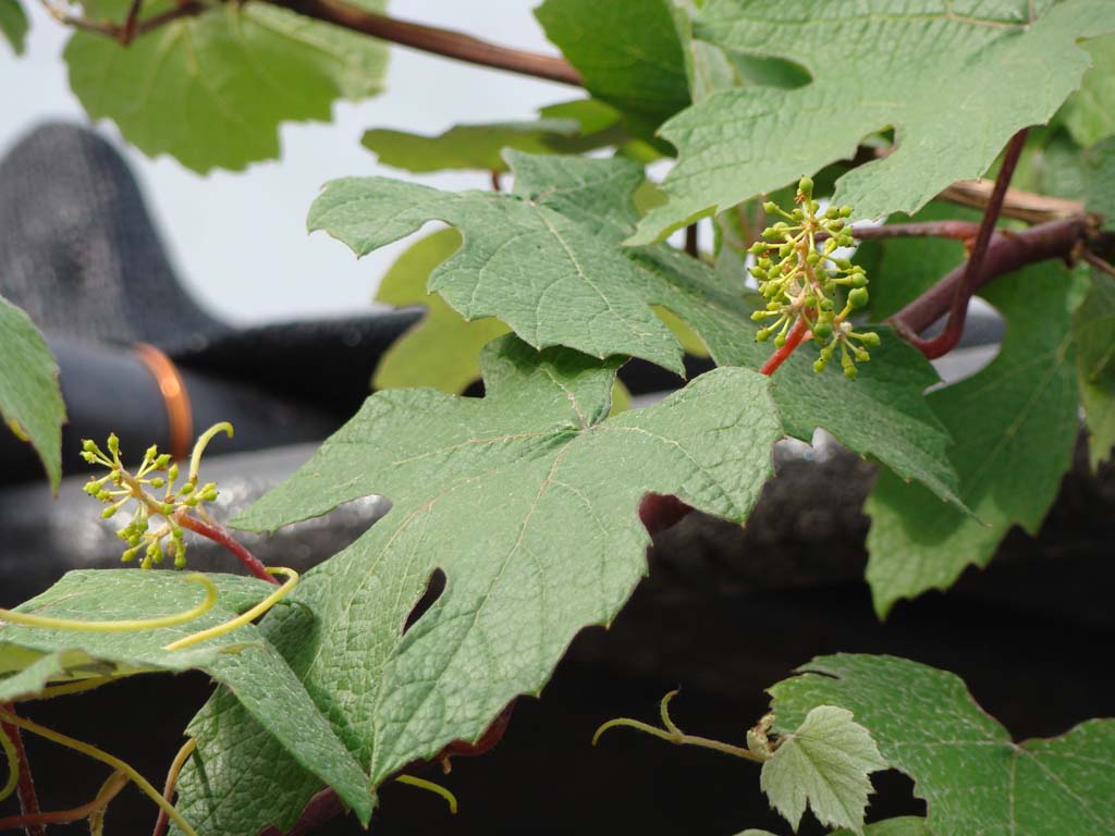 [Foto de planta, jardin, jardineria]