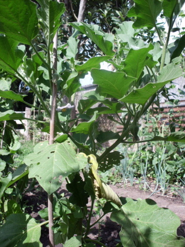 [Foto de planta, jardin, jardineria]
