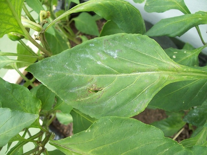 [Foto de planta, jardin, jardineria]