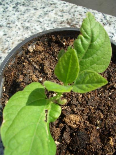 [Foto de planta, jardin, jardineria]
