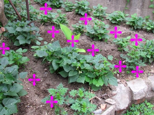 [Foto de planta, jardin, jardineria]