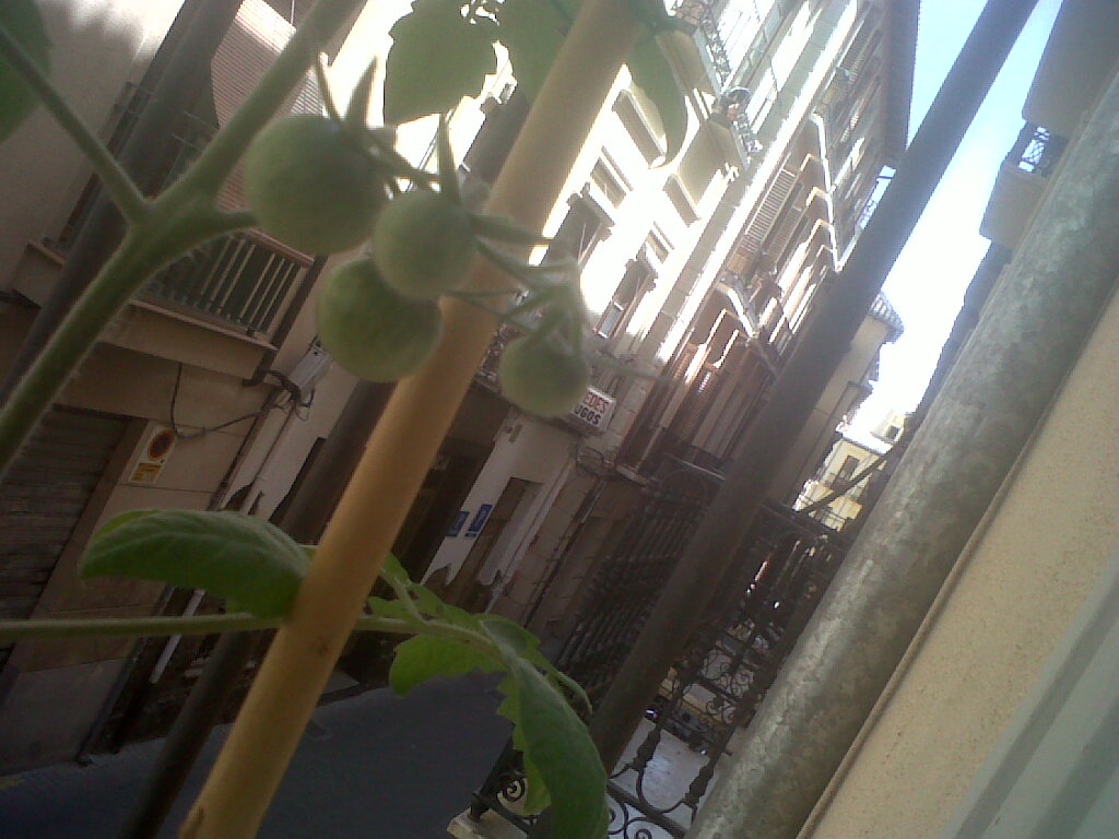 [Foto de planta, jardin, jardineria]