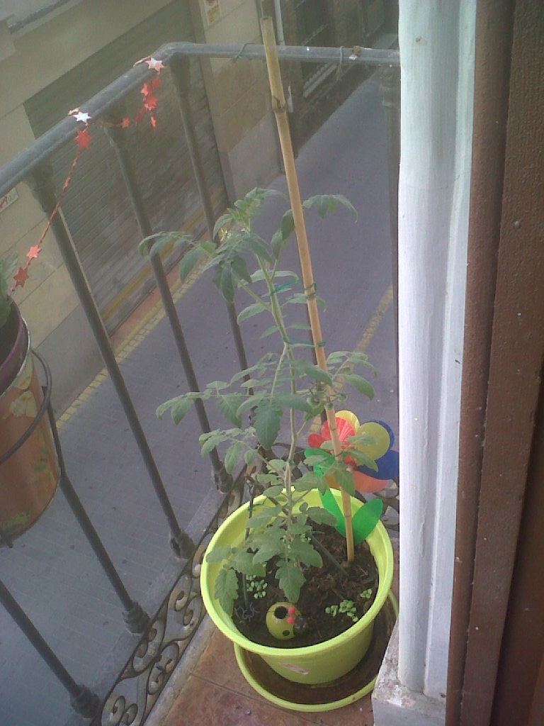 [Foto de planta, jardin, jardineria]