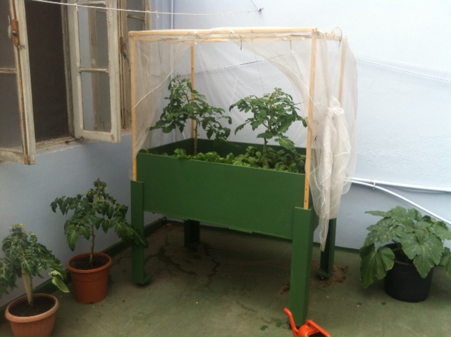[Foto de planta, jardin, jardineria]