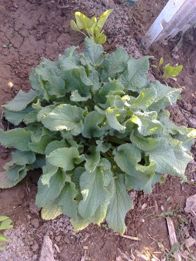 [Foto de planta, jardin, jardineria]