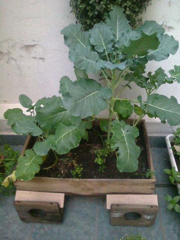 [Foto de planta, jardin, jardineria]