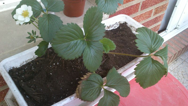 [Foto de planta, jardin, jardineria]