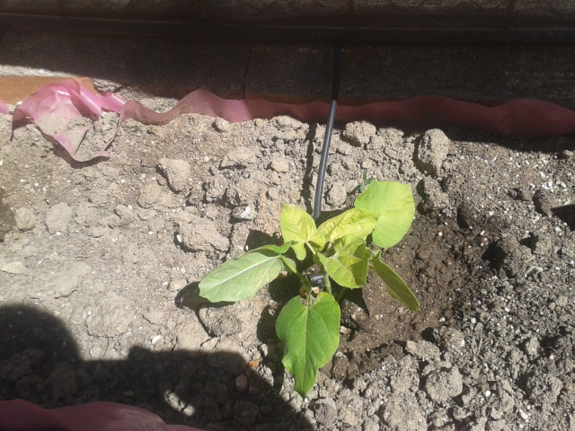 [Foto de planta, jardin, jardineria]