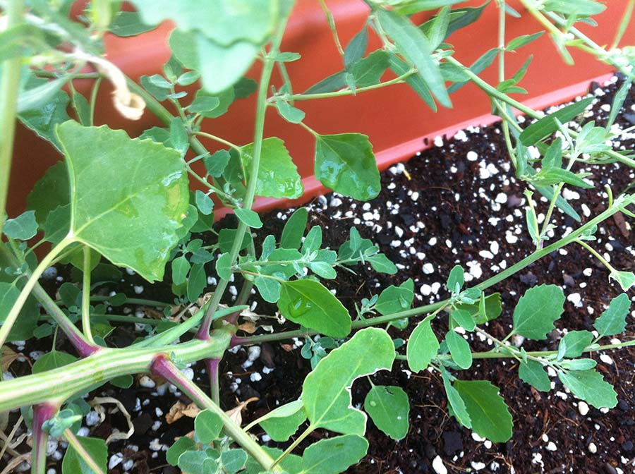 [Foto de planta, jardin, jardineria]