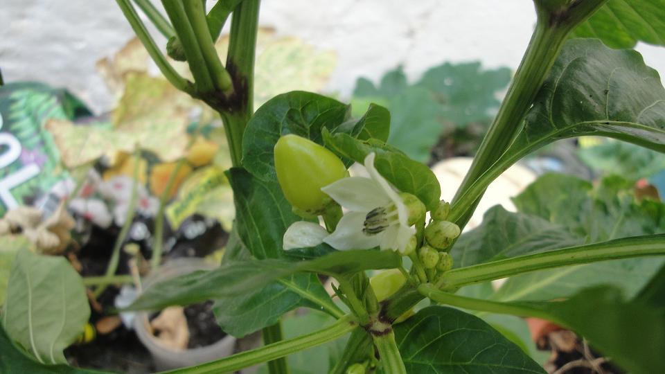 [Foto de planta, jardin, jardineria]