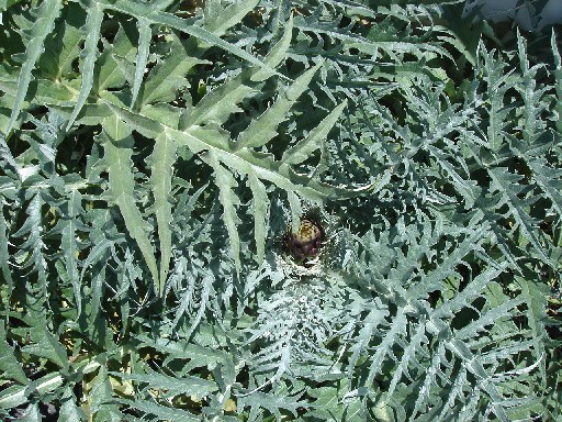 [Foto de planta, jardin, jardineria]