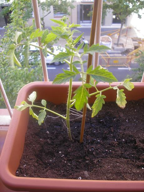 [Foto de planta, jardin, jardineria]