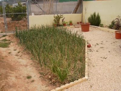 [Foto de planta, jardin, jardineria]