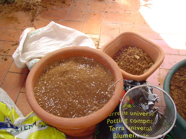 [Foto de planta, jardin, jardineria]