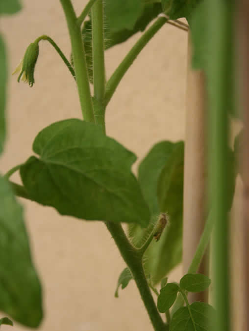 [Foto de planta, jardin, jardineria]