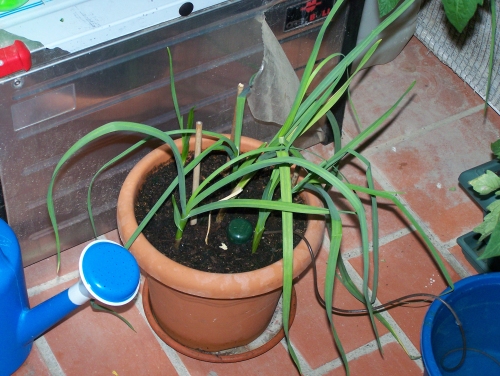 [Foto de planta, jardin, jardineria]