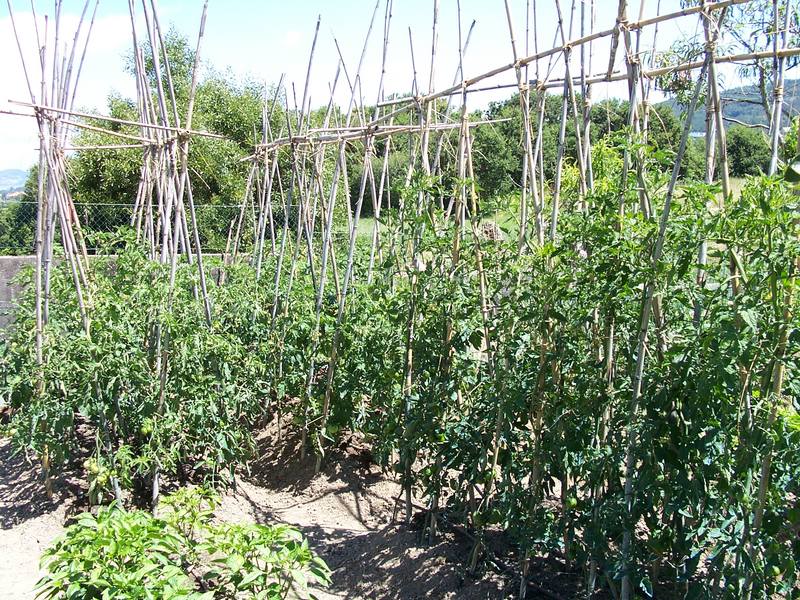 [Foto de planta, jardin, jardineria]