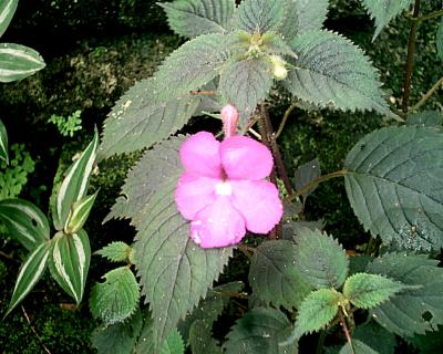 [Foto de planta, jardin, jardineria]