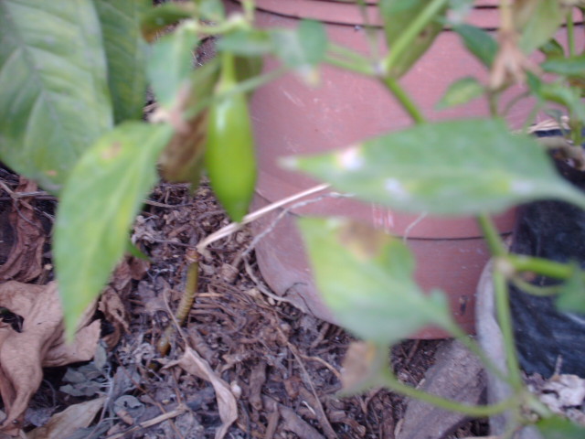 [Foto de planta, jardin, jardineria]