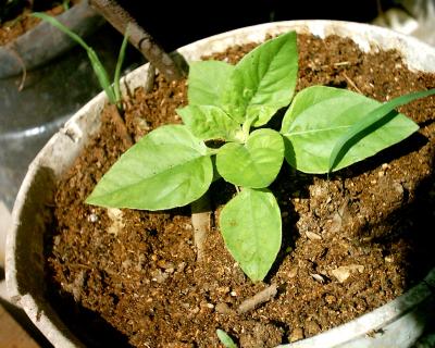 [Foto de planta, jardin, jardineria]