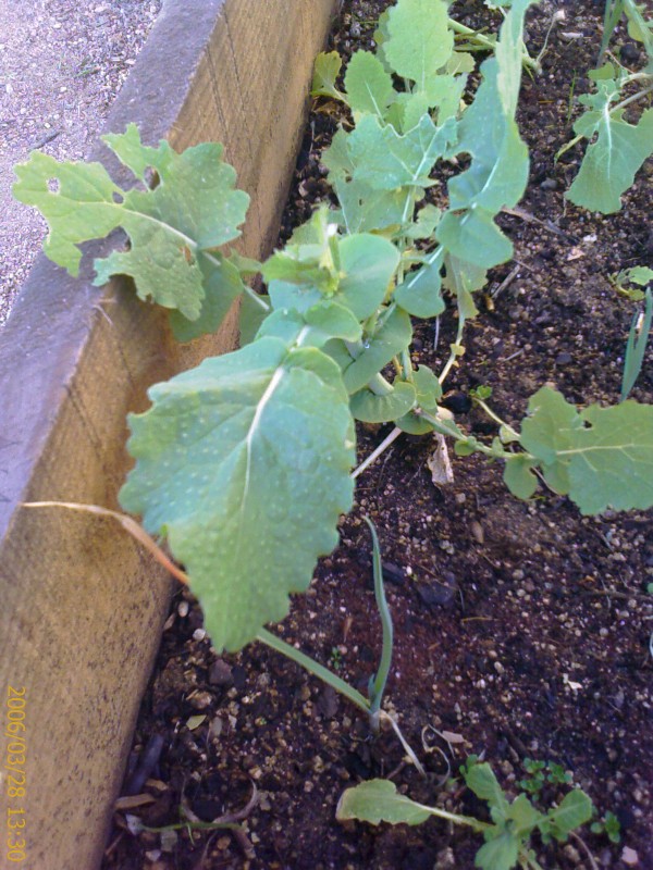 [Foto de planta, jardin, jardineria]