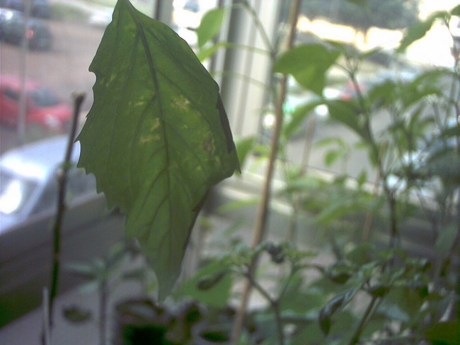 [Foto de planta, jardin, jardineria]